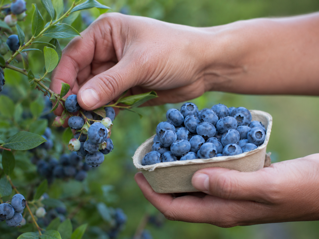 Arándanos ecológicos Villaberries cultivados en Valle de Villaverde