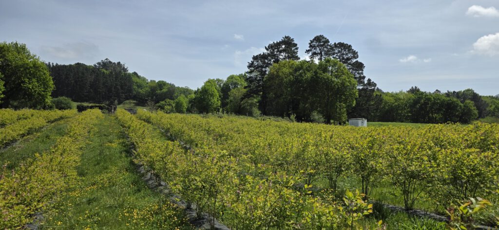 Plantación ecológica de arándanos Villaberries en Valle de Villaverde Cantabria finca de La Iglesia
