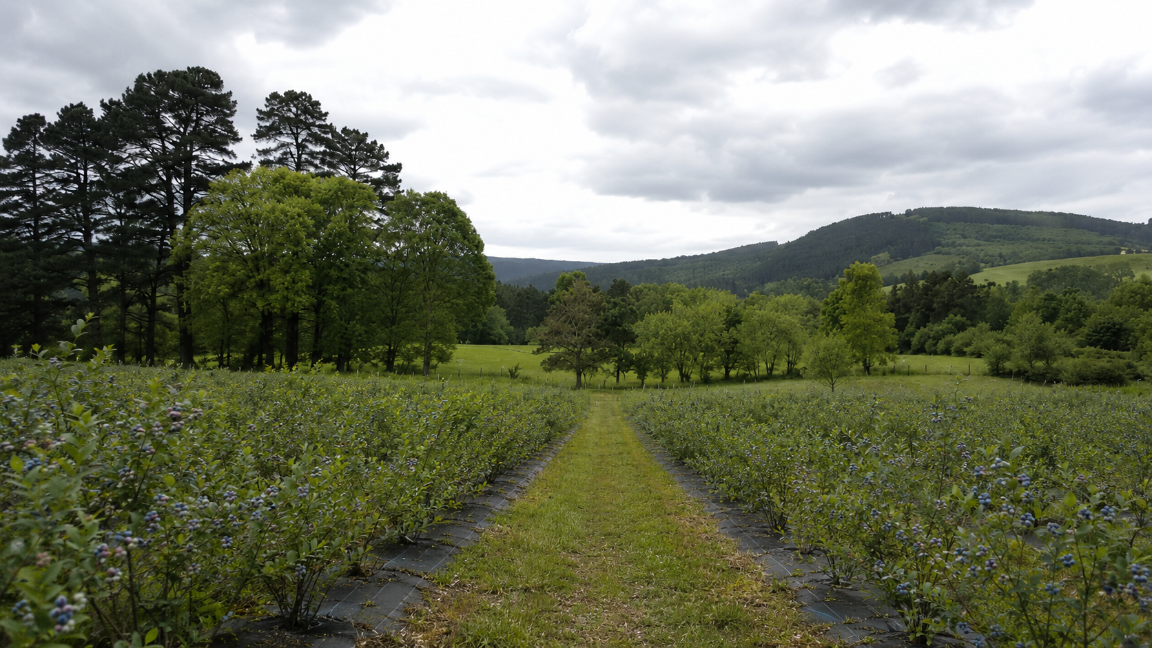 Plantación ecológica de arándanos Villaberries en Valle de Villaverde Cantabria